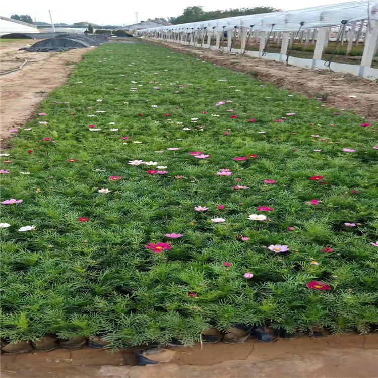 山东波斯菊公园花园草地边缘用苗道路旁小区旁专用草花