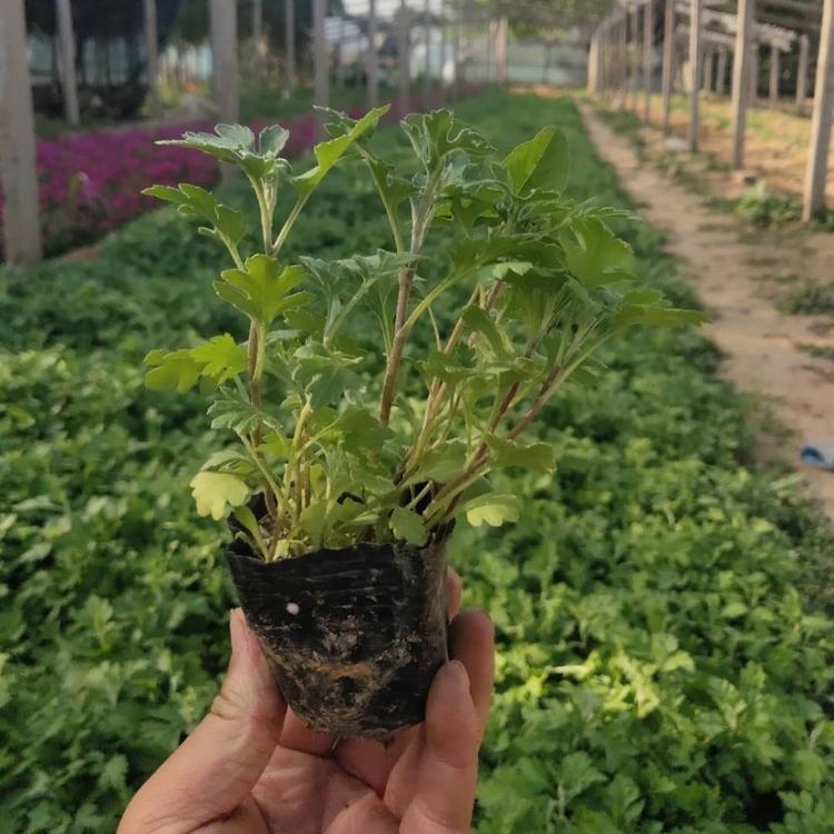 地被菊
