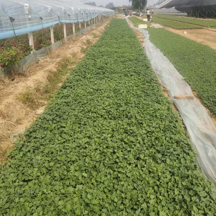 青州宿根花卉基地 地被菊价格
