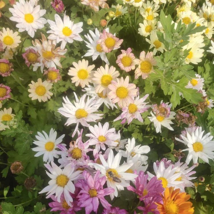 地被菊花期6-10月 地被菊花色混搭