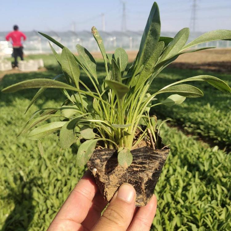 青州金泉绿化苗木基地 供应金鸡菊小苗