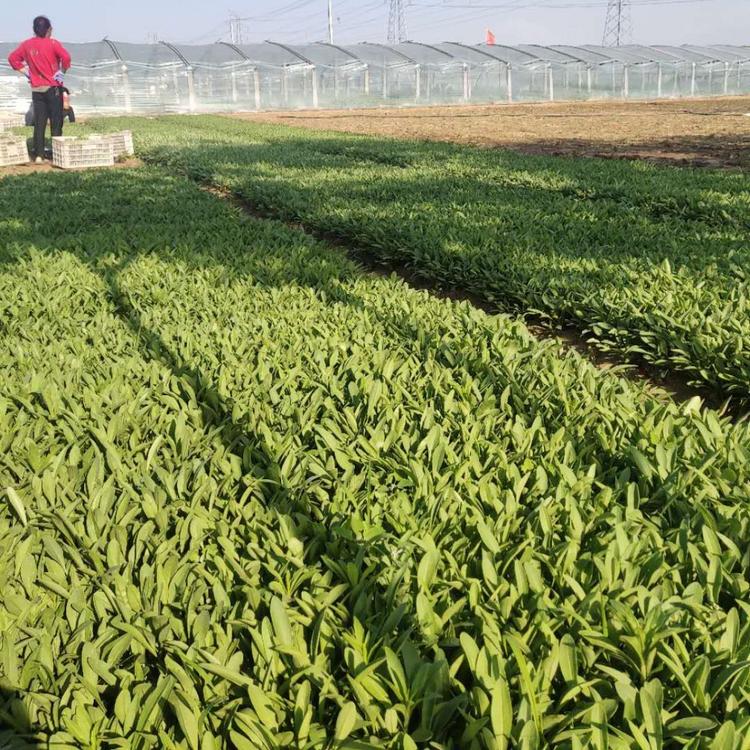 山东金鸡菊基地 供应金鸡菊小苗