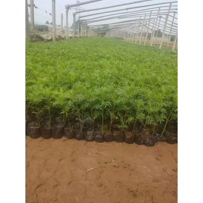 波斯菊 格桑花