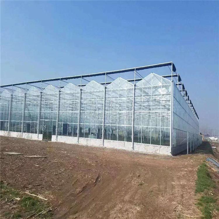玻璃温室 连栋玻璃温室厂家 玻璃温室大棚承建