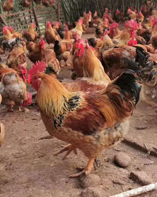 K9肉鸡苗    882鸡苗    901鸡苗    ,902   鸡苗    新麻6鸡苗,