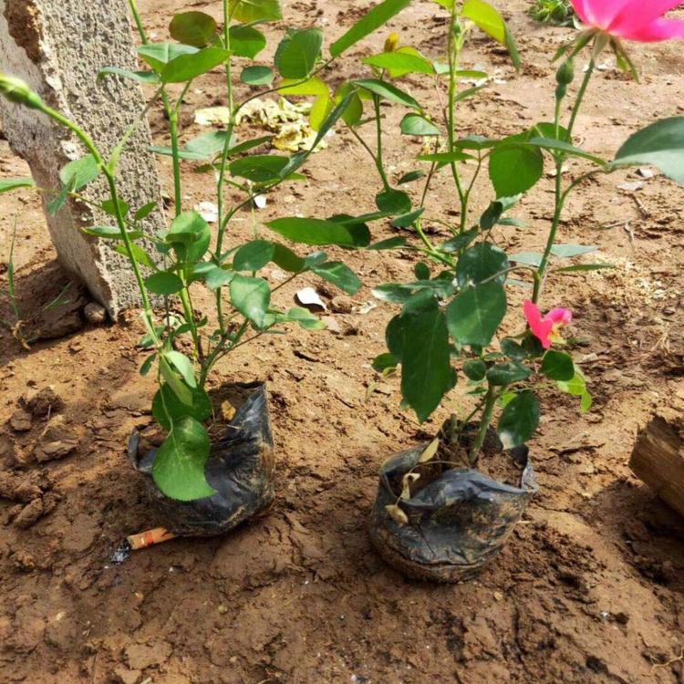 丰花月季  红帽月季 大花月季 月季批发基地  丰花月季价格 青州花卉