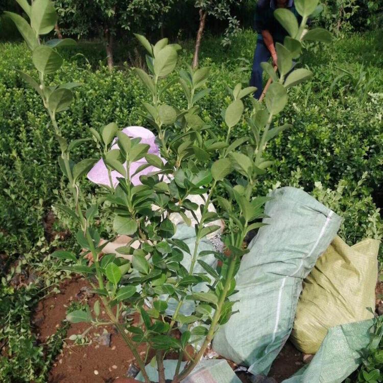 卫矛基地 卫矛小苗价格 胶东卫矛批发 爬行卫矛培育基地 青州苗木