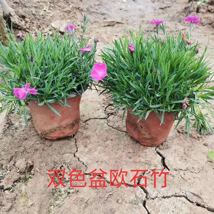 欧石竹批发商 鑫国种植批售【双色盆欧石竹】 欧石竹价格