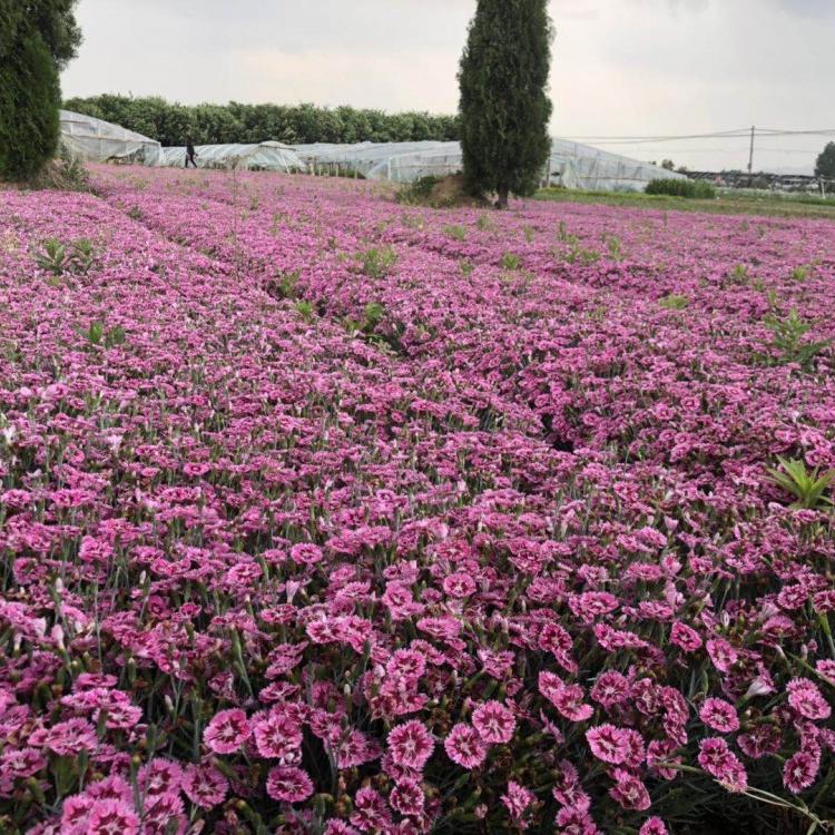 彩虹石竹批发价格  营养杯彩虹石竹培育基地 地被石竹 欧石竹大量供应 青州花卉苗木