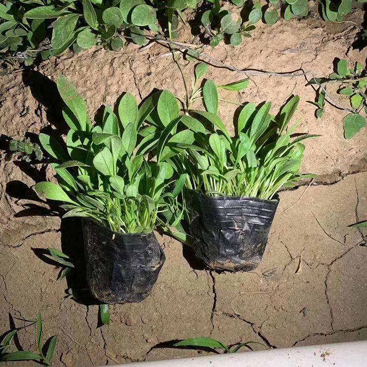 地被鼠尾草价格 宿根鼠尾草批发 鼠尾草供应商