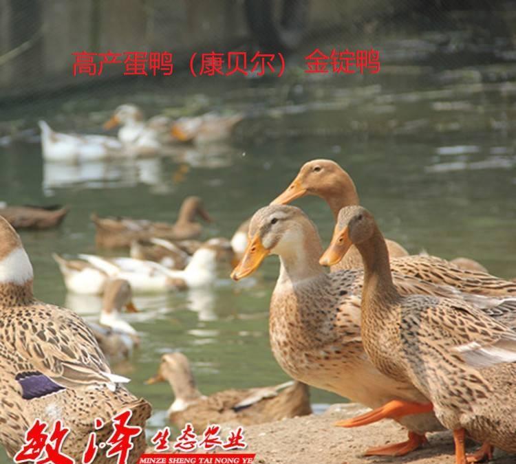 四点麻高产蛋鸭苗     康贝尔鸭苗     金锭蛋鸭苗