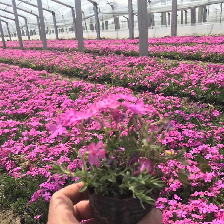 芝樱供应基地 福禄考批发价格 观赏芝樱_福禄考基地直销