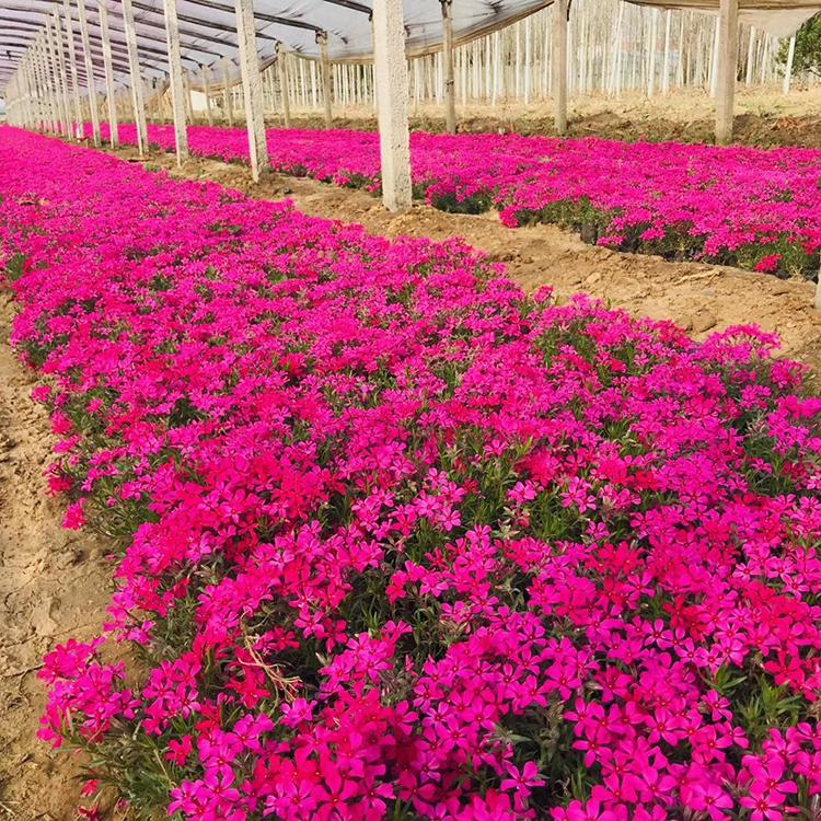 基地直销芝樱苗 花海福禄考批发商 福禄考种植基地
