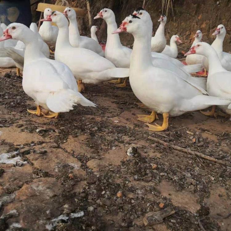 白番鸭苗   巴巴里鸭