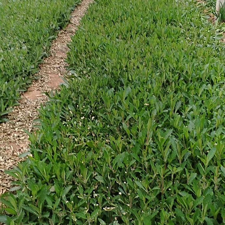马鞭草供应商 山东马鞭草苗种植基地-鑫国 现货出售优良马鞭草小苗