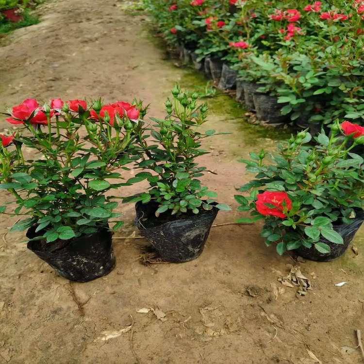 微型玫瑰批发价格 山东微型玫瑰种植商 基地直销微型玫瑰
