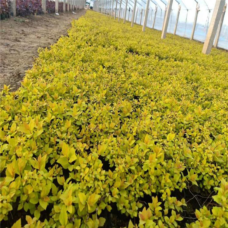 金山绣线菊基地山东金山绣线菊价格绿化工程专用苗