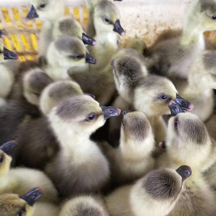 阳江鹅苗