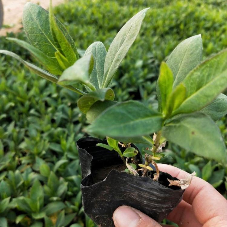 福禄考  福禄考价格