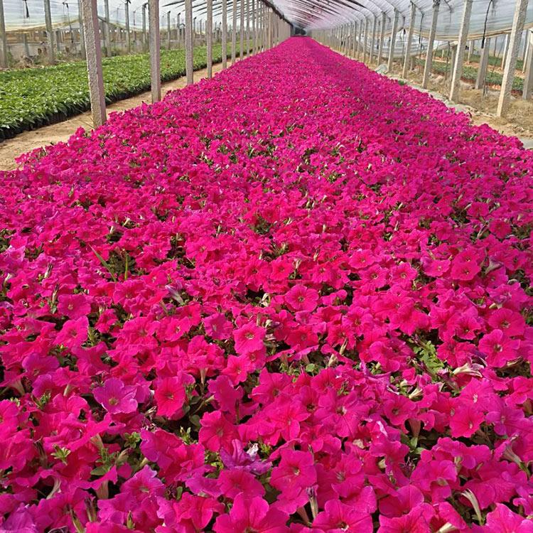 基地供应 矮牵牛 青州矮牵牛批发