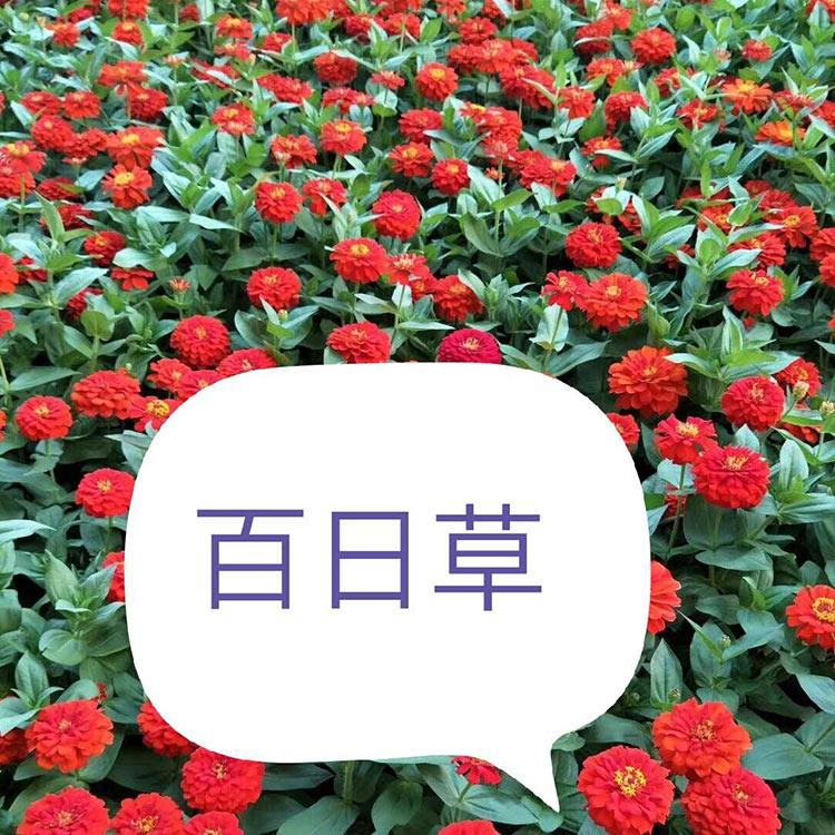 宿根地被草花 百日草盆栽 山东百日草盆栽大量批发
