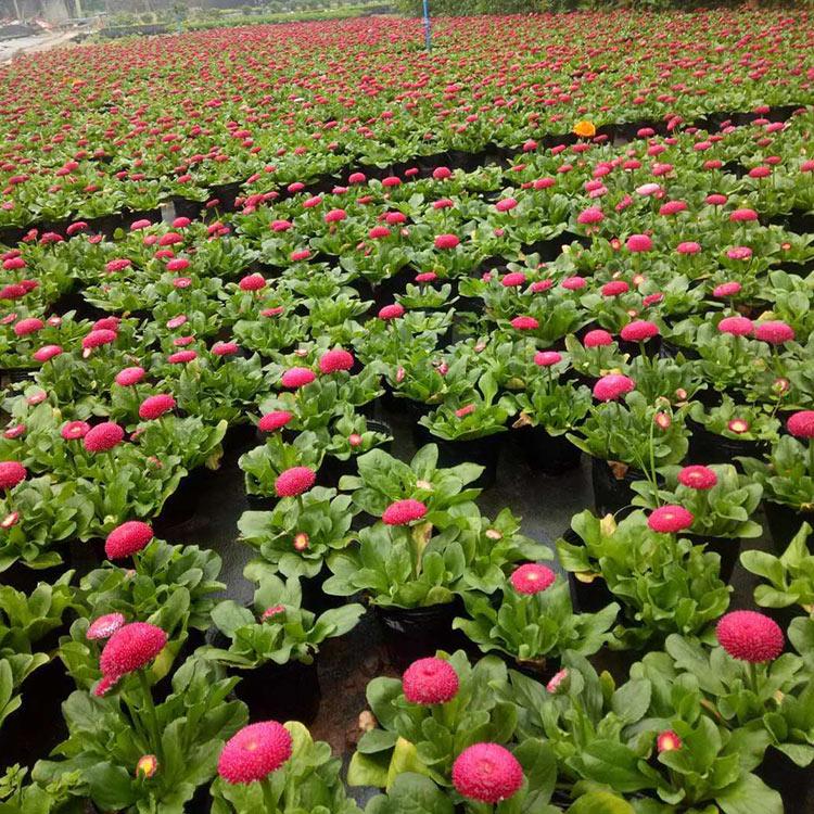 青州花卉 雏菊小苗 青州雏菊小苗基地