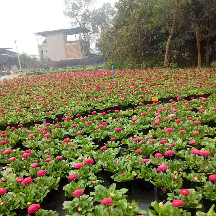 四季开花草花 雏菊杯苗 山东雏菊杯苗供应商