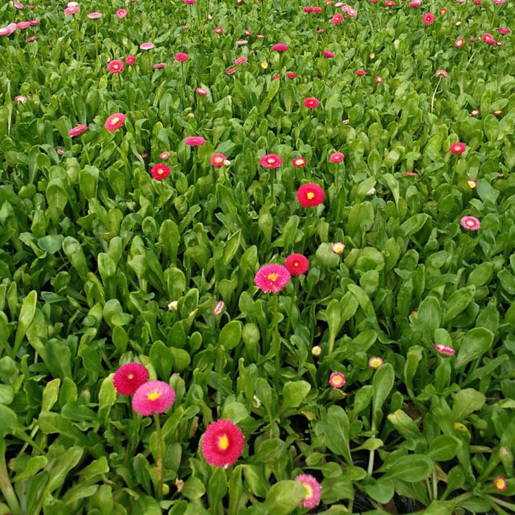 山东草花种植基地 雏菊 山东雏菊供应商