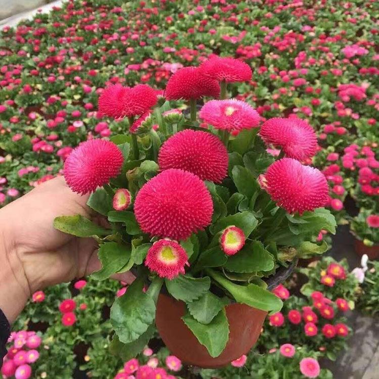 山东草花种植基地 雏菊 青州雏菊种植基地