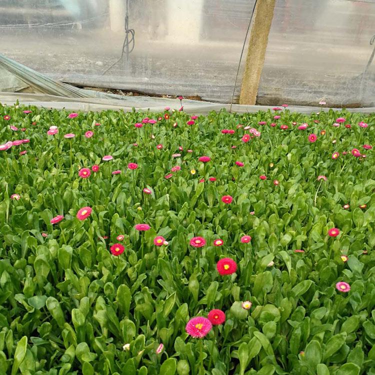 四季开花草花 雏菊 青州雏菊价格