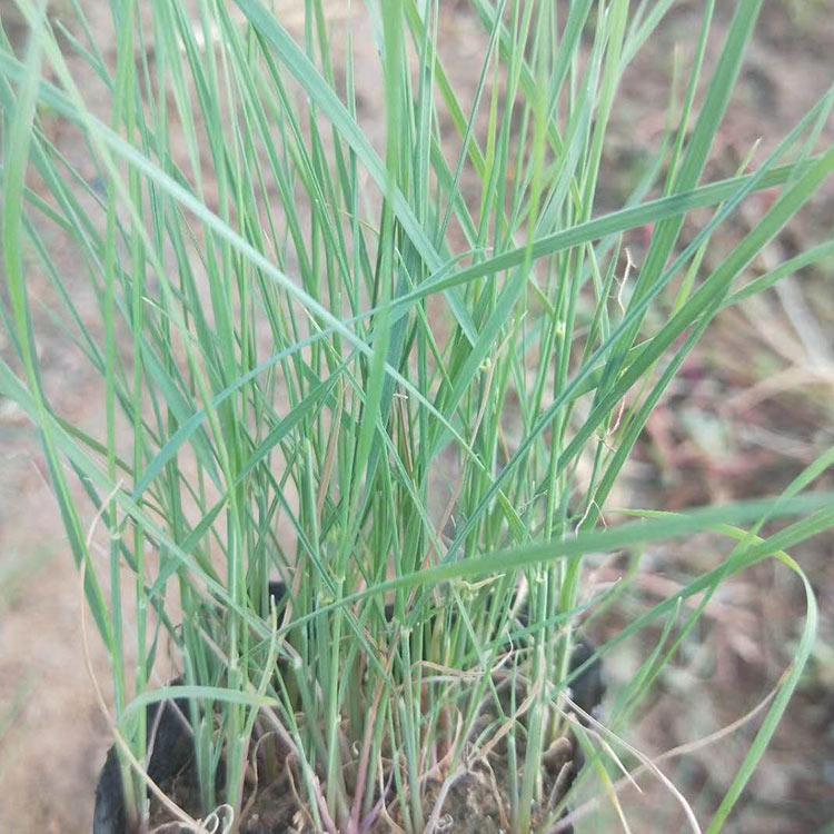 粉黛乱子草供应商 绿化草花植物批发 青州粉黛乱子草小苗