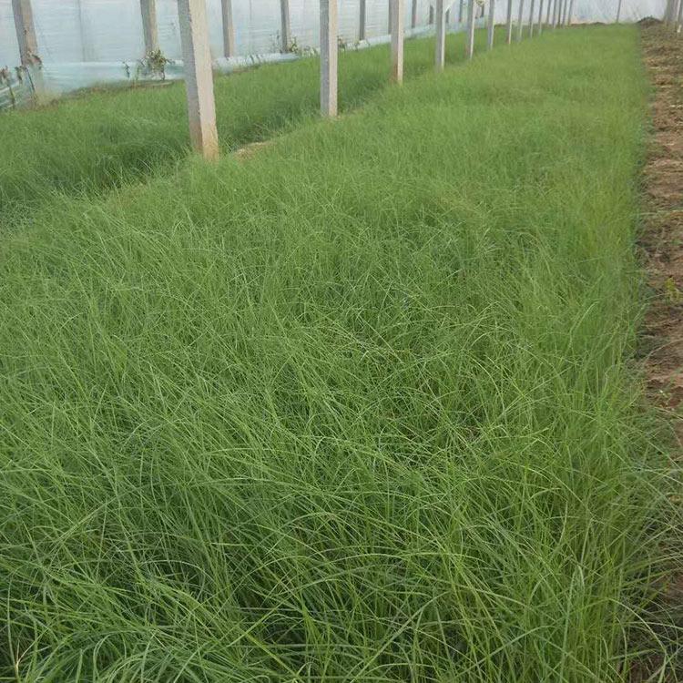 粉黛乱子草杯苗 粉黛乱子草行情