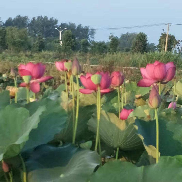 荷花批发商 苗圃直销 山东荷花