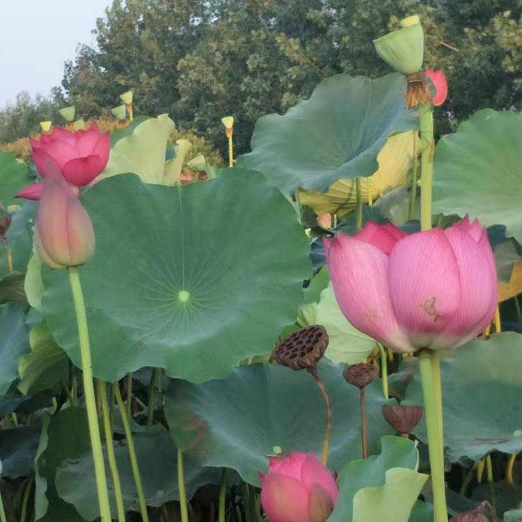 量大优惠 荷花 青州荷花培育基地