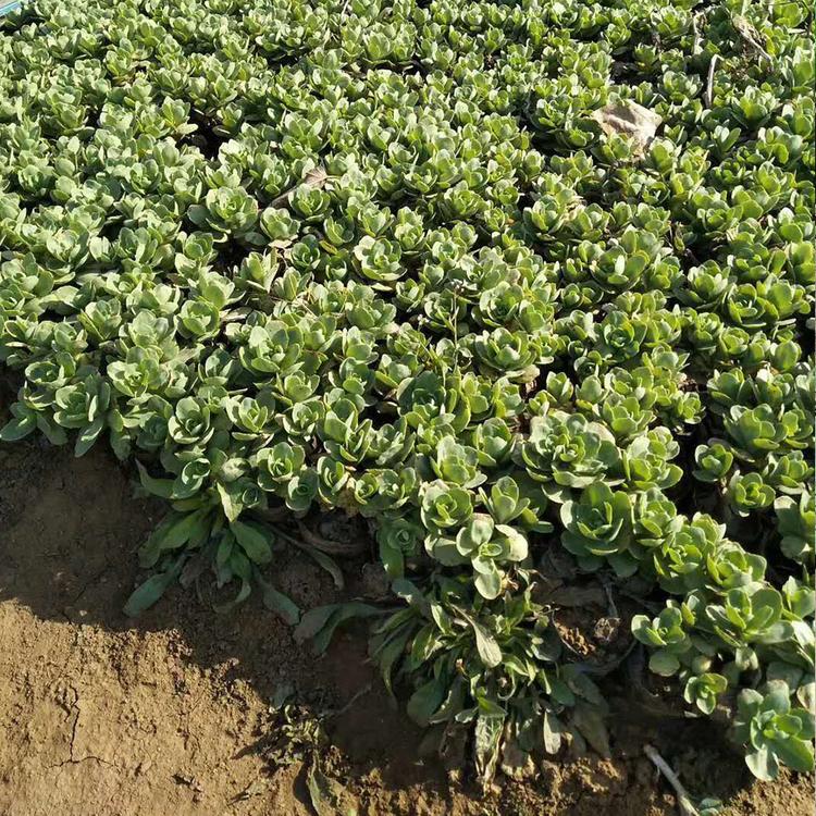 八宝景天杯苗基地 多年生草本植物 青州八宝景天杯苗