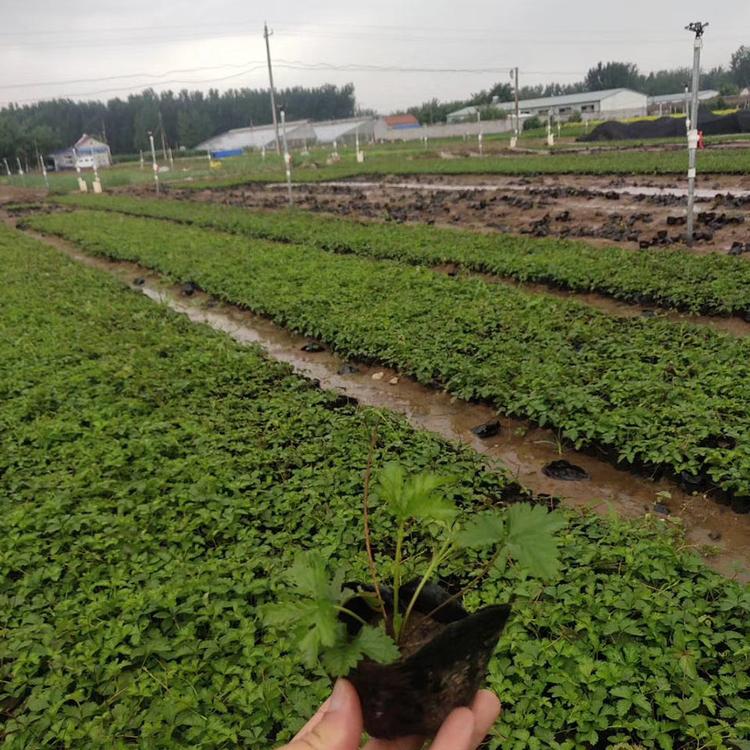 山东委陵菜 青州苗圃基地草花批发 委陵菜行情