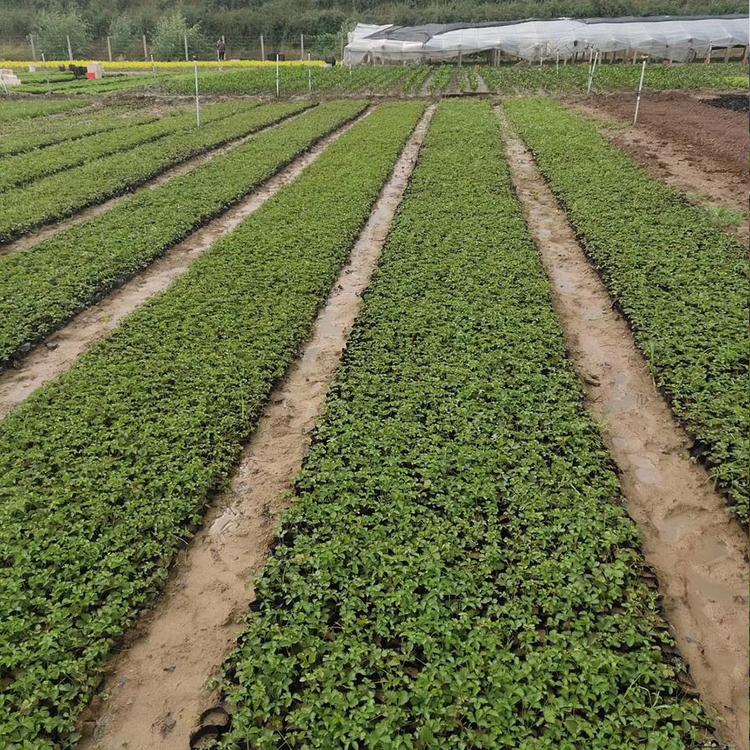 青州三叶委陵菜小苗 基地直销草花 三叶委陵菜小苗批发
