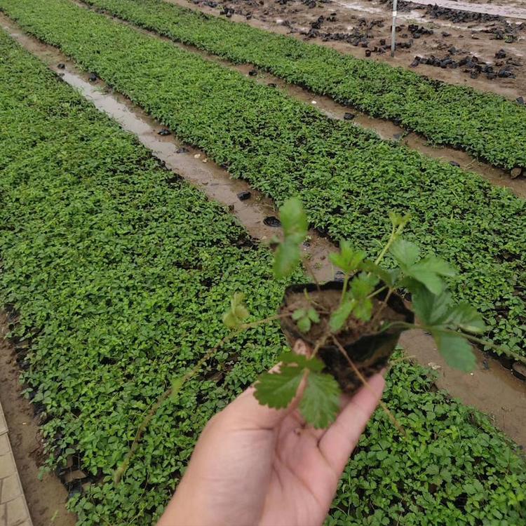 批发直供 三叶委陵菜 三叶委陵菜行情