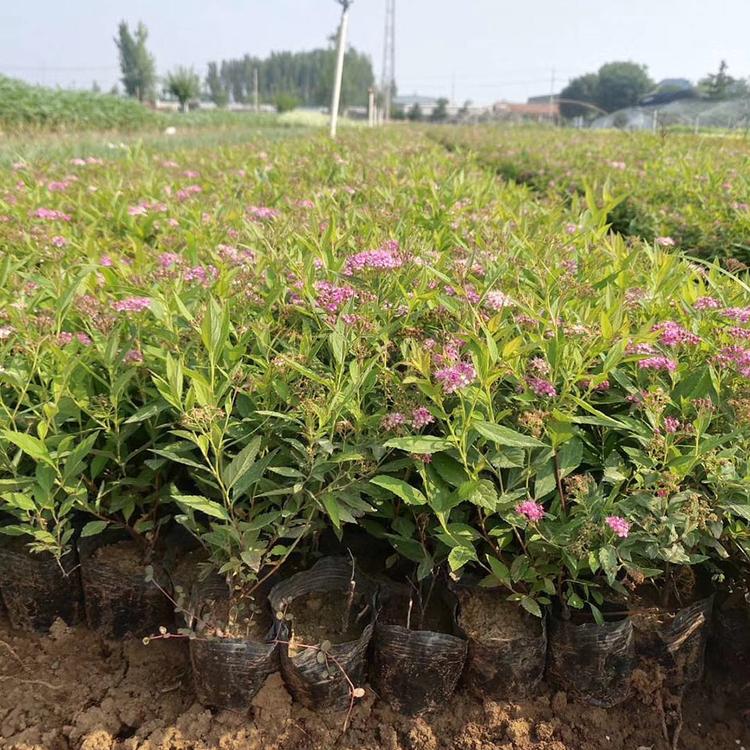 金焰绣线菊 山东草花 金焰绣线菊批发价格