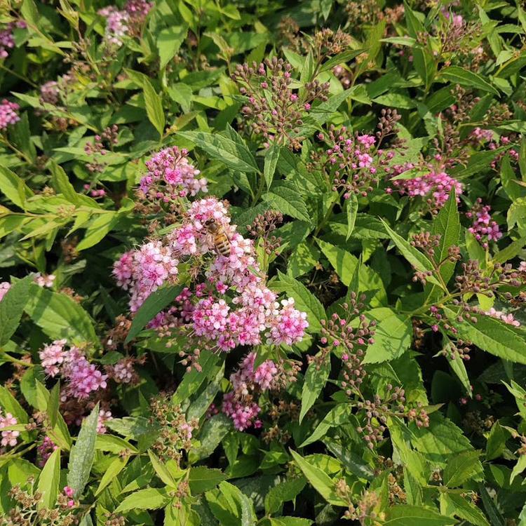 金山绣线菊 山东草花 金山绣线菊批发价格