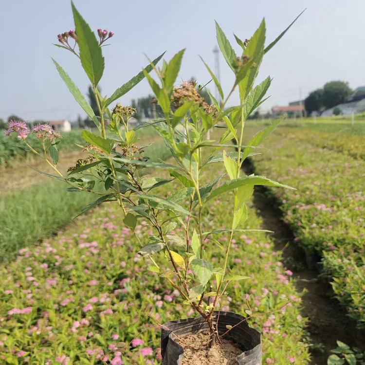 绣线菊基地 四季开花草花 绣线菊