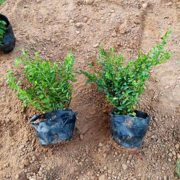 供应满天星 观花绿植满天星 满天星批发报价  满天星种植基地