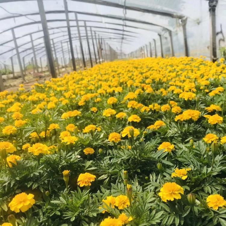 孔雀草  黄色孔雀草  孔雀草基地  孔雀草图片