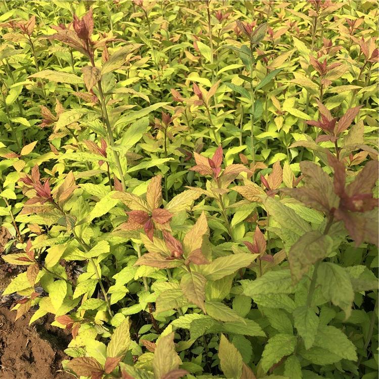 绣线菊小苗 青州草花 山东绣线菊小苗供应商