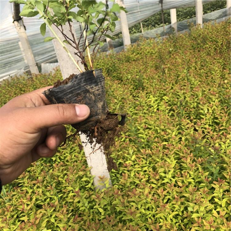 绣线菊杯苗 绿化工程用苗 青州绣线菊杯苗价格