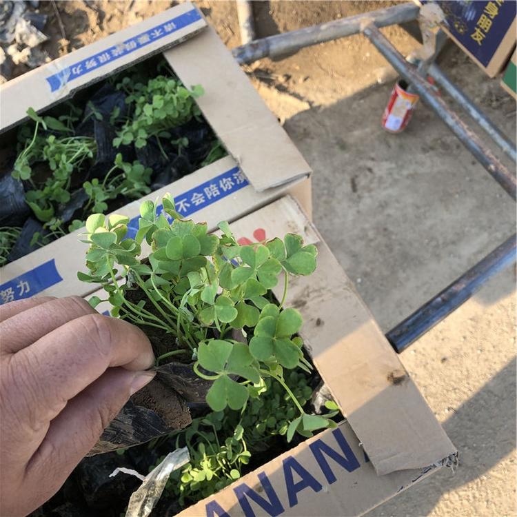 垂吊牵牛 青州垂吊牵牛 垂吊牵牛种植基地
