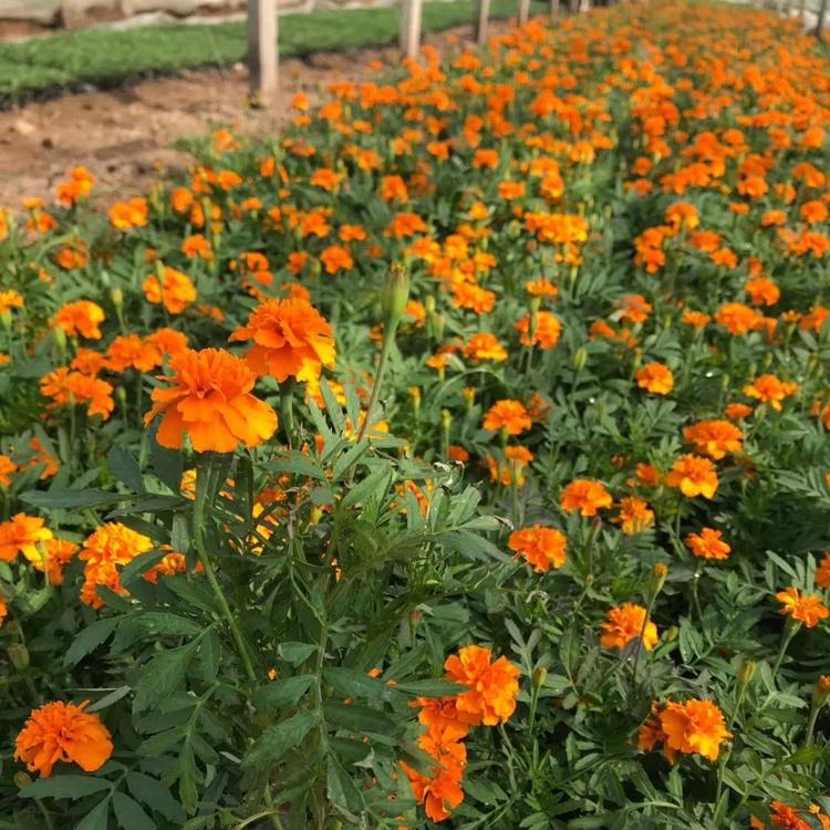 孔雀草  桔色孔雀草  孔雀草基地  孔雀草价格