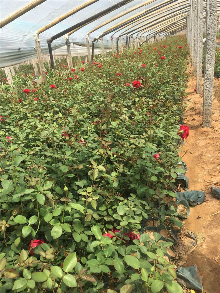 月季苗 基地直销 山东月季苗种植基地