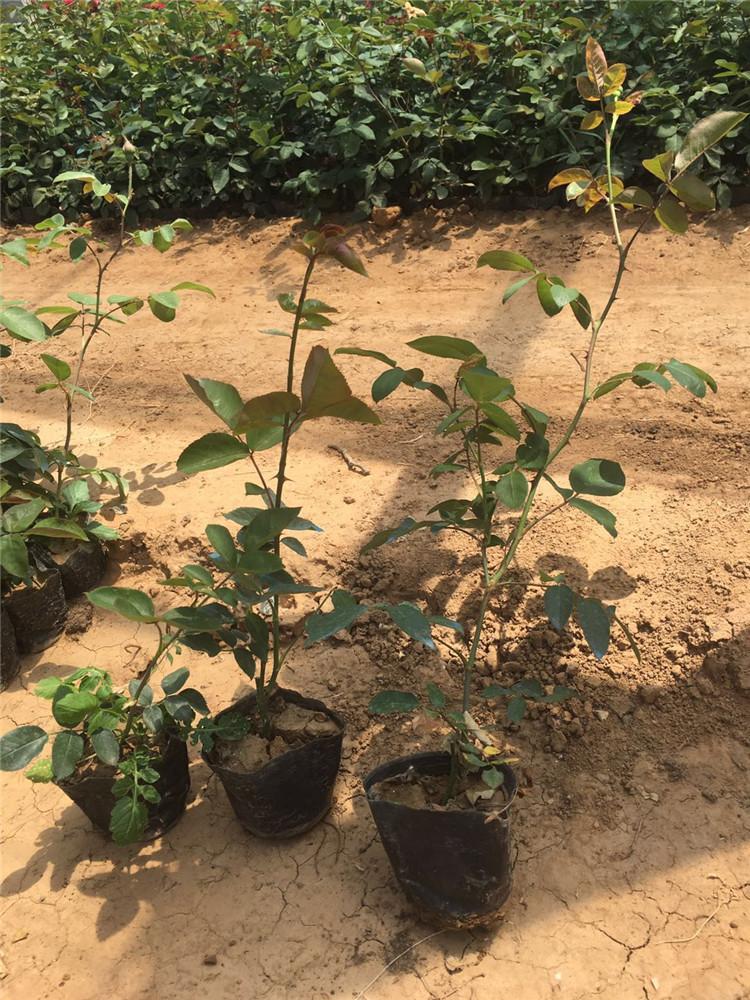 地被月季 绿化工程用苗 青州地被月季种植基地