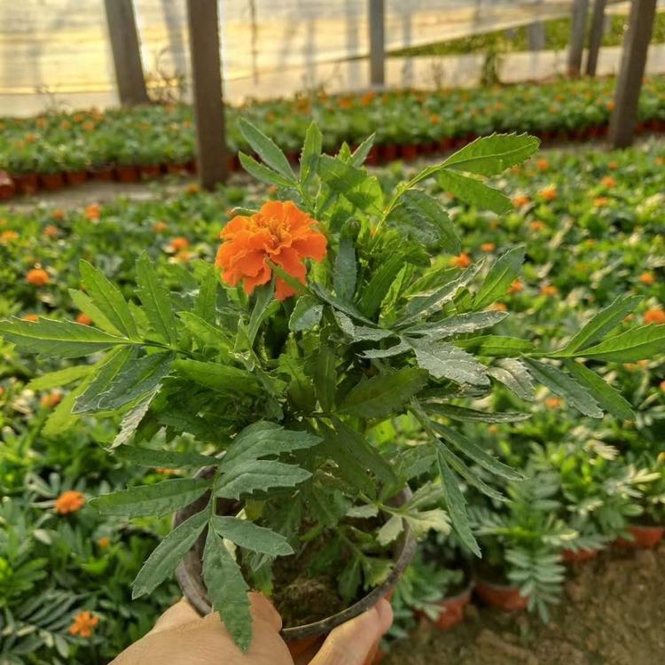 山东 河北 孔雀草批发 出售孔雀草 孔雀草量大优惠